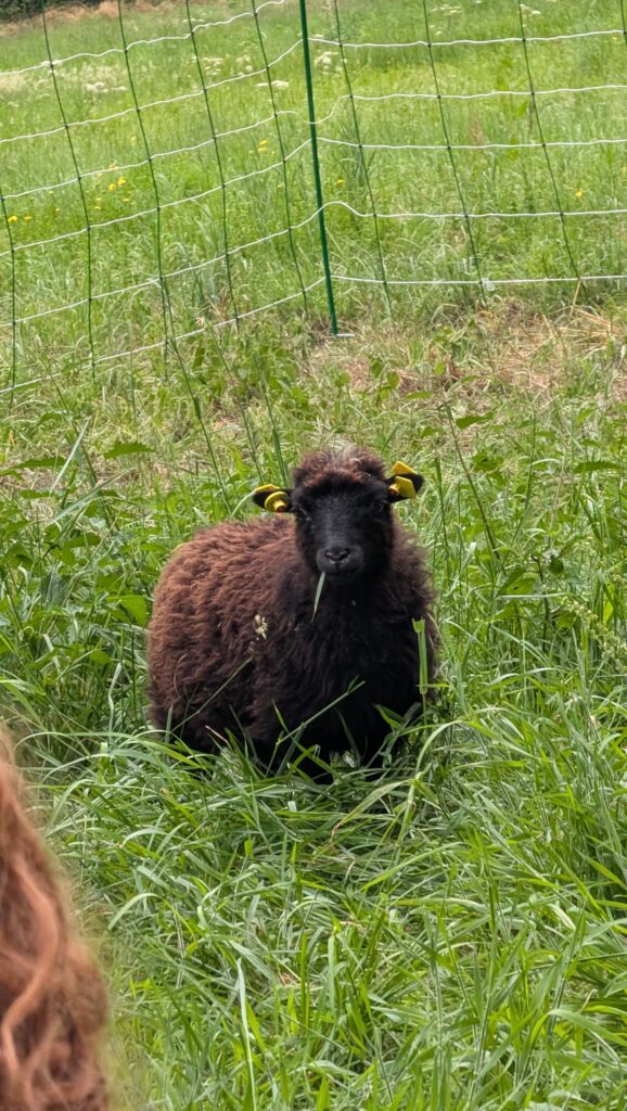 Schaf bei einem Naturerlebnis für Kinder in Wehrheim